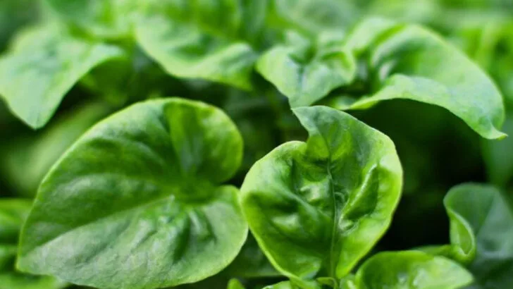 20 Fastest-Growing Plants to Start From Seed—Right Now