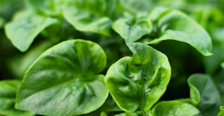 20 Fastest-Growing Plants to Start From Seed—Right Now