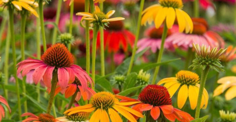 20 Flowers That Thrive in Full Sun Without Wilting