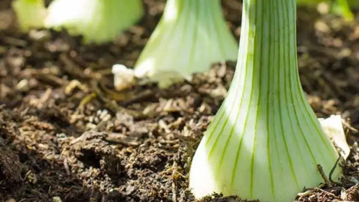 20 Foods You Should Grow Now If You’re Worried About Grocery Prices This Fall