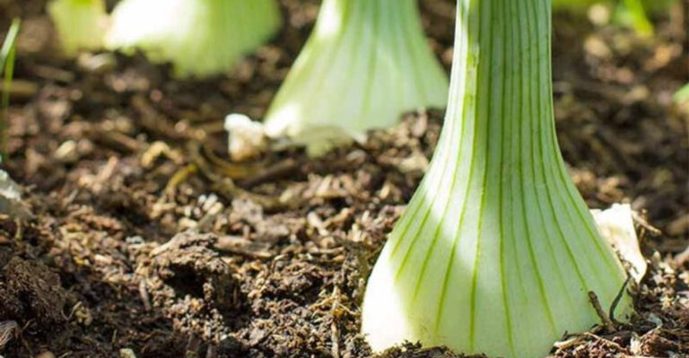 20 Foods You Should Grow Now If You’re Worried About Grocery Prices This Fall