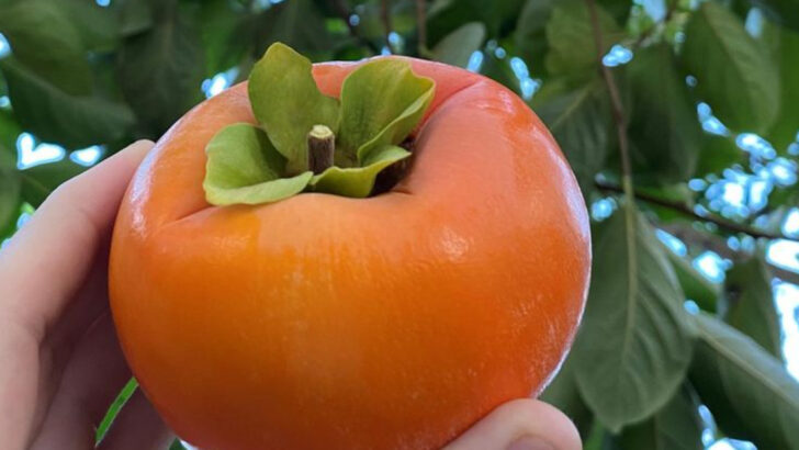 20 Fruits That Practically Grow Themselves (Even If You Forget to Water)