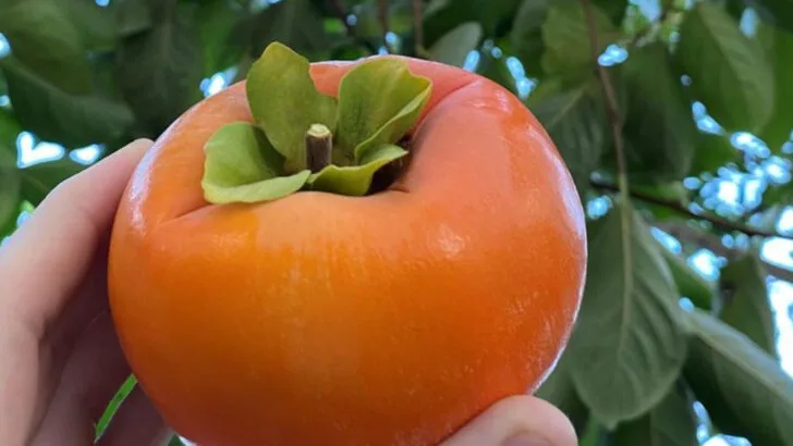 20 Fruits That Practically Grow Themselves (Even If You Forget to Water)