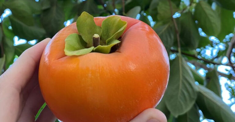 20 Fruits That Practically Grow Themselves (Even If You Forget to Water)