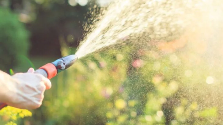 20 Gardening Myths Debunked But Are Totally Wrong