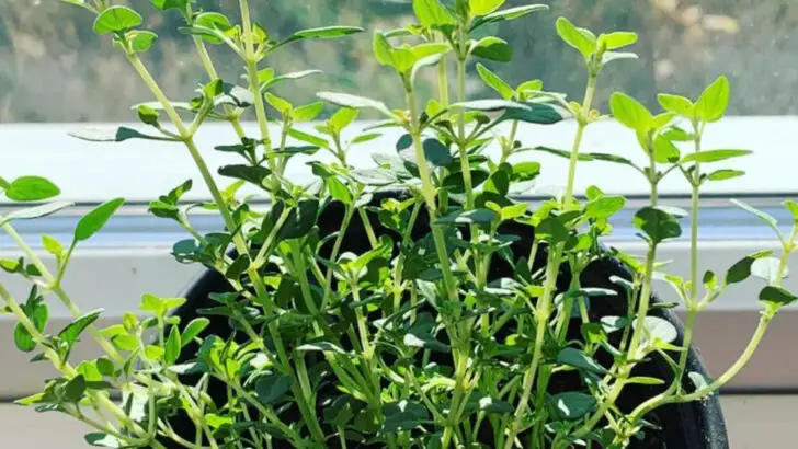 20 Healing Herbs Every Garden Should Have (And How to Actually Use Them)