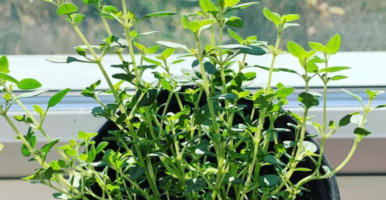 20 Healing Herbs Every Garden Should Have (And How to Actually Use Them)