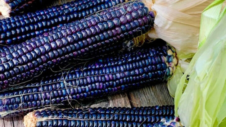 20 Heirloom Crops That Fed Generations—And Why They’re Worth Growing Again