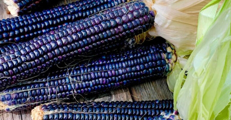 20 Heirloom Crops That Fed Generations—And Why They’re Worth Growing Again