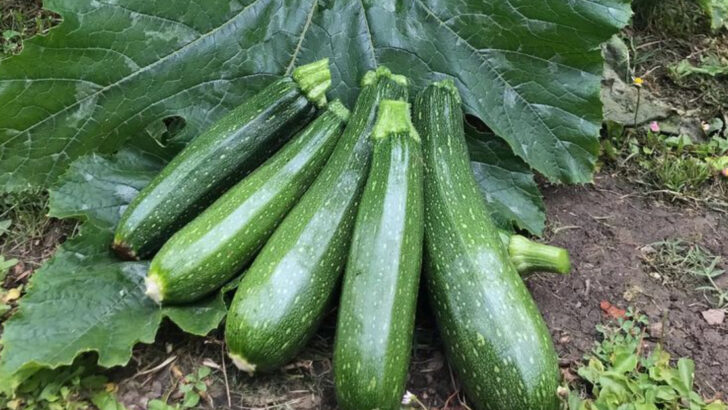 20 High-Yield Vegetables That Feed Families With the Least Amount of Space