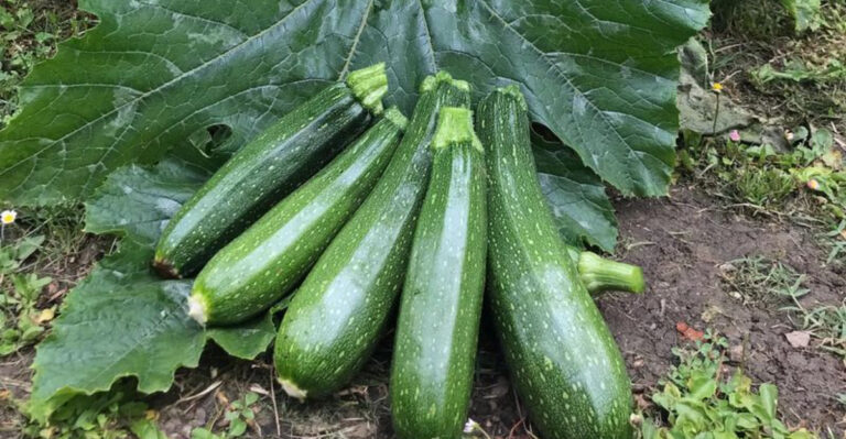 20 High-Yield Vegetables That Feed Families With the Least Amount of Space