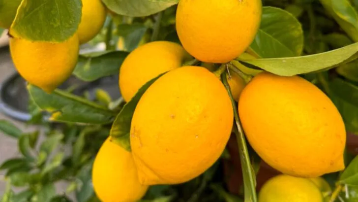 20 Homegrown Fruits That Do More Than Just Taste Good (Science-Backed)