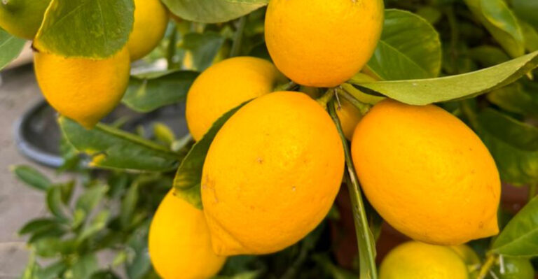 20 Homegrown Fruits That Do More Than Just Taste Good (Science-Backed)