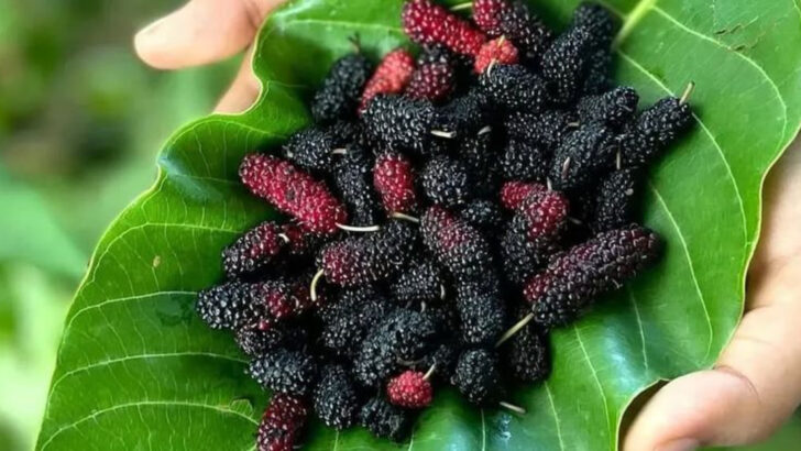20 Homestead Crops That Can Survive Drought, Heat, and Neglect