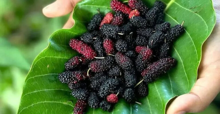 20 Homestead Crops That Can Survive Drought, Heat, and Neglect