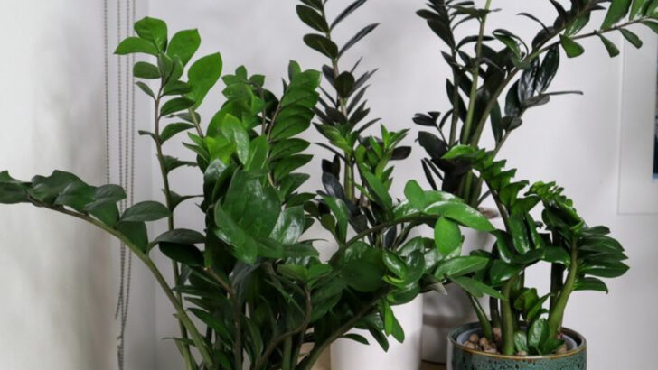 20 Houseplants That Love Being Rootbound (No Repotting Required)