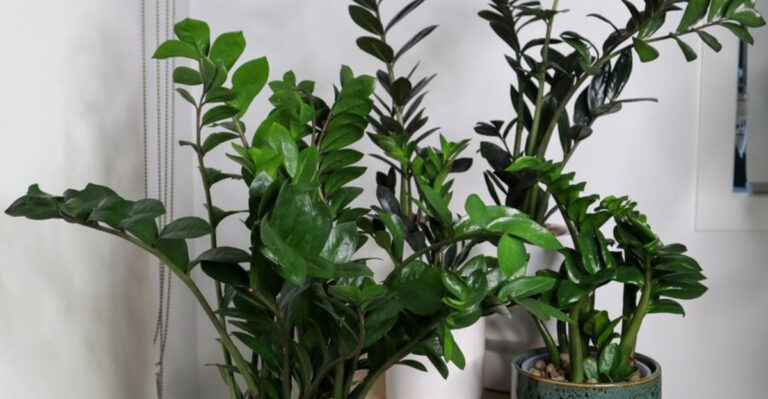20 Houseplants That Love Being Rootbound (No Repotting Required)