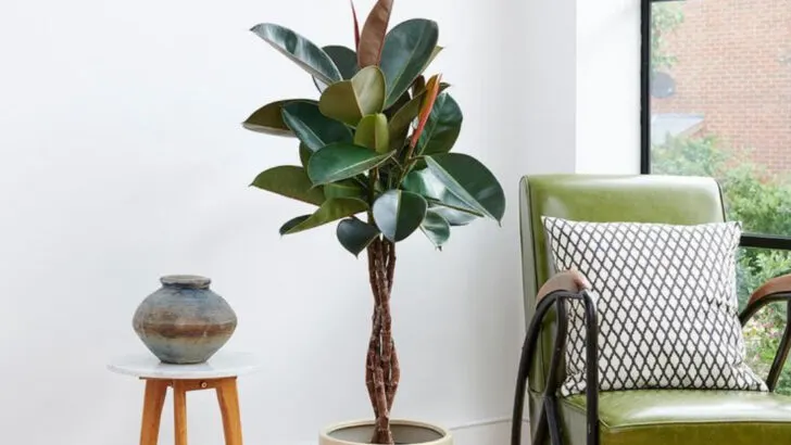 20 Indoor Plants That Look Like They Belong in a Luxe Hotel Lobby