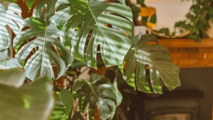 20 Instagrammable Plants That Will Upgrade Your Shelfie Game