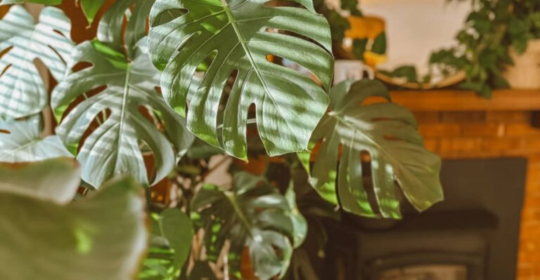20 Instagrammable Plants That Will Upgrade Your Shelfie Game