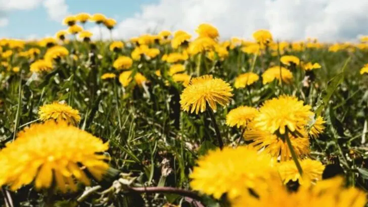 20 Medicinal Plants Early Settlers Trusted More Than Doctors