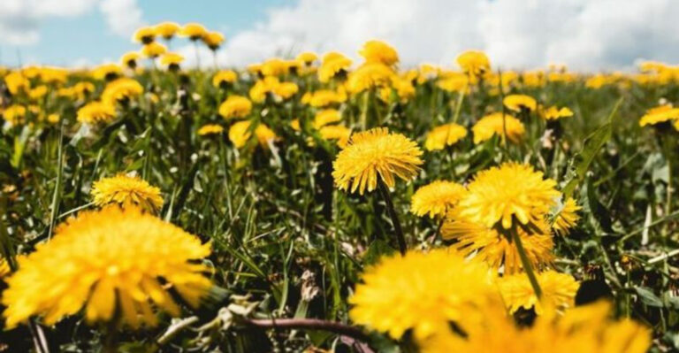 20 Medicinal Plants Early Settlers Trusted More Than Doctors