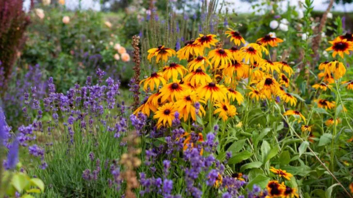 20 Mistakes Killing Your Garden During Heatwaves (And How to Fix Them)