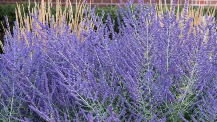 20 Plants That Actually Thrive in Harsh American Summers