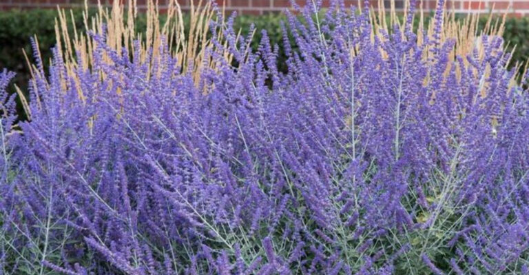 20 Plants That Actually Thrive in Harsh American Summers