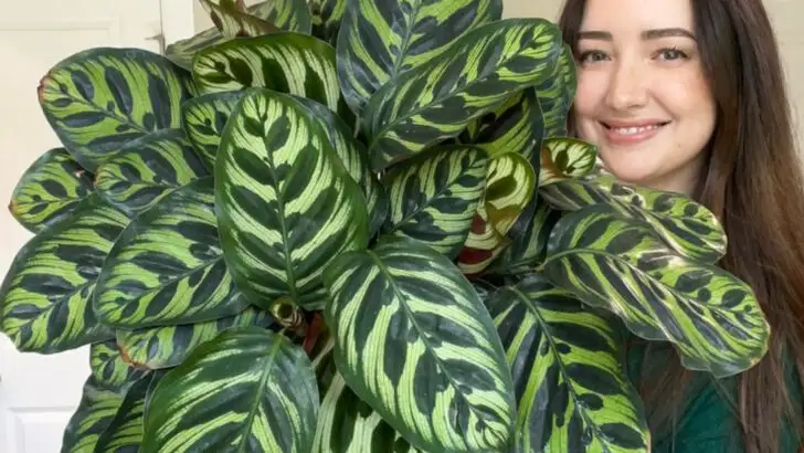 20 Plants That Are Safe for Cats, Dogs—And Your Peace of Mind