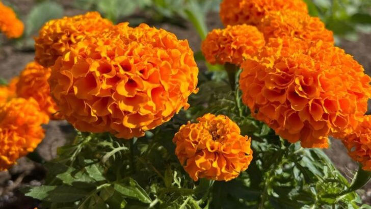 20 Plants That Repel Insects Without Chemicals