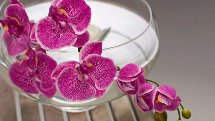 15 Plants You Can Grow Without Soil (Yes, Really)