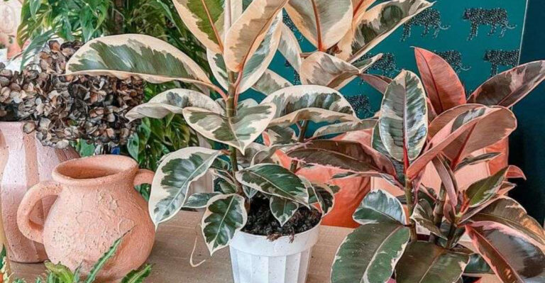 20 Plants You Should Never Water Without Reading This First