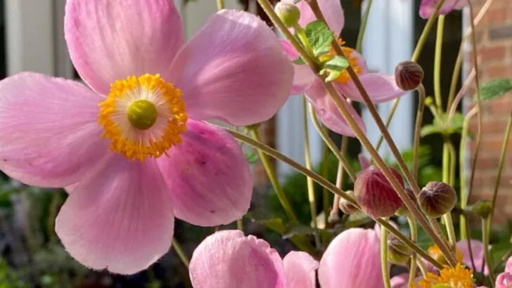 20 Shade-Loving Flowers That Bloom All Season Long