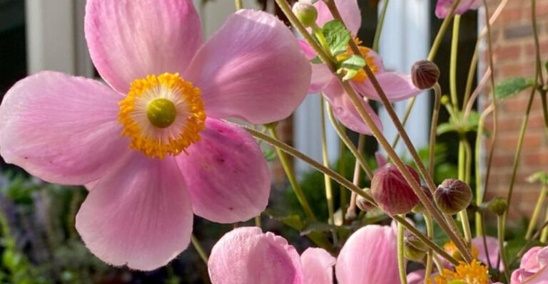 20 Shade-Loving Flowers That Bloom All Season Long