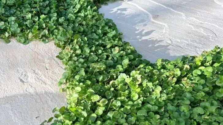 20 Unexpected Groundcovers That Replace Grass and Look Incredible