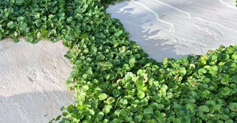 20 Unexpected Groundcovers That Replace Grass and Look Incredible