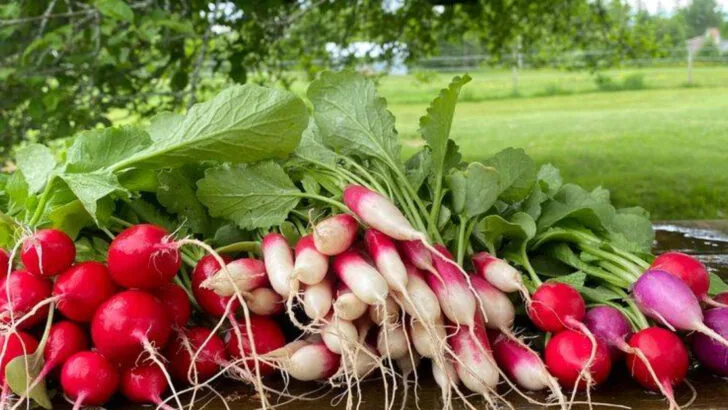 20 Unexpected Veggies That Thrive in Small Spaces