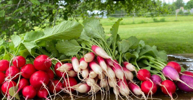 20 Unexpected Veggies That Thrive in Small Spaces