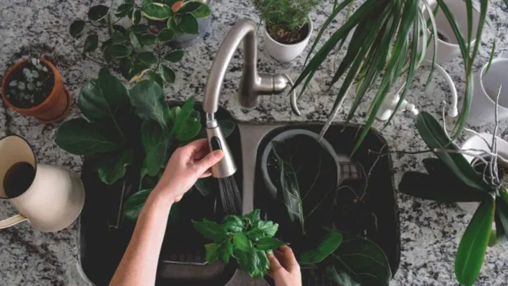 20 Ways to Keep Your Garden Alive While You’re on Vacation