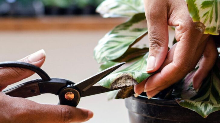 20 Ways to Save a Dying Plant (Yes, It’s Still Possible)
