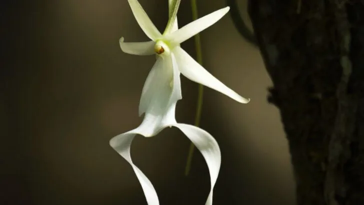 20 Weird Plant Facts That Sound Fake (But Are 100% True)