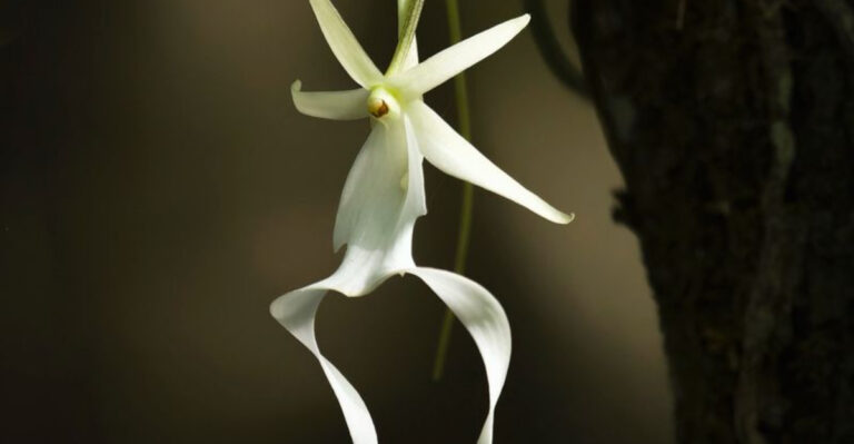 20 Weird Plant Facts That Sound Fake (But Are 100% True)