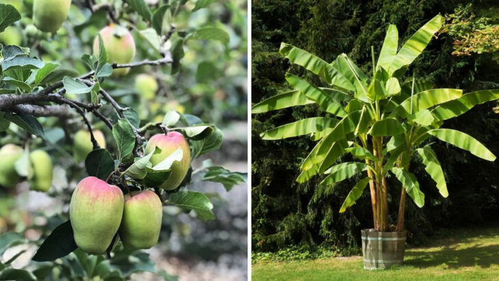 21 Fruit Trees That Give You a Tasty Return in the First Year
