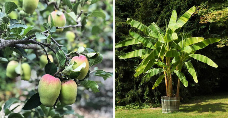 21 Fruit Trees That Give You a Tasty Return in the First Year