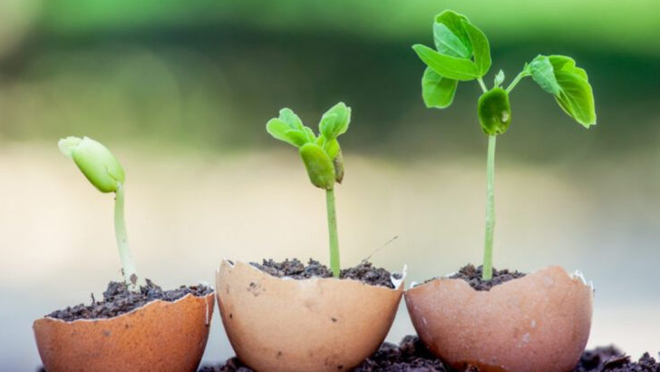 21 Practical Ways to Enhance Soil Quality for Your Vegetable Garden