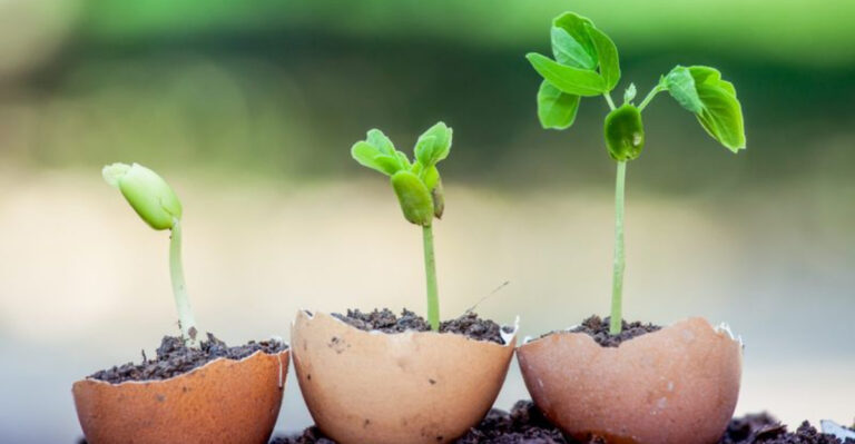 21 Practical Ways to Enhance Soil Quality for Your Vegetable Garden