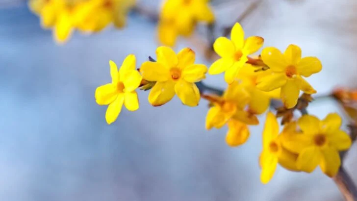 21 Shrubs That Bring Color to Your Garden Every Single Month