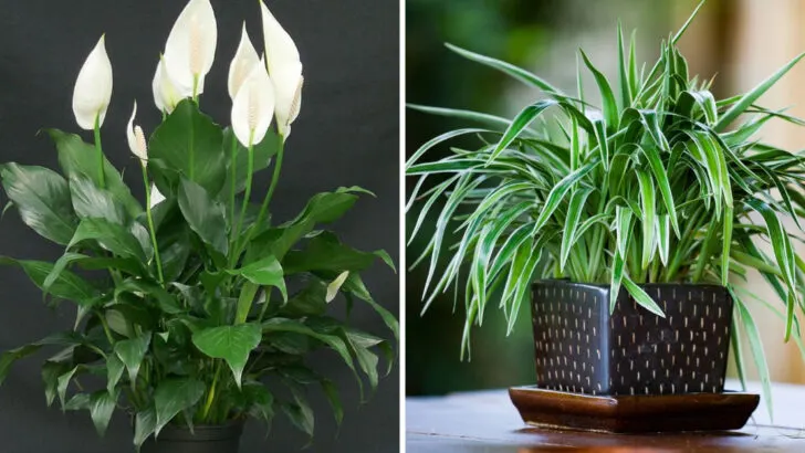 22 Plants That Purify Indoor Air