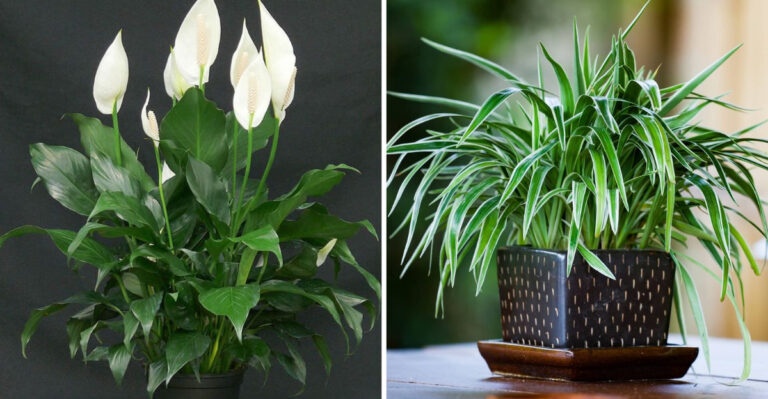 22 Plants That Purify Indoor Air